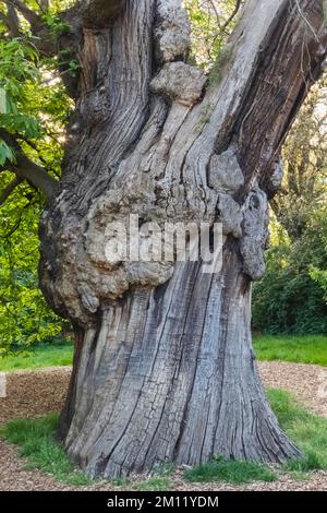 Trunk arboré, Greenwich Park, Greenwich, Londres, Angleterre Banque D'Images