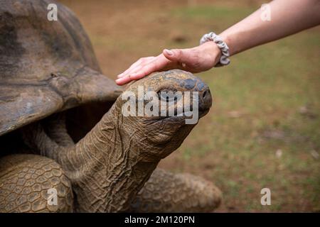 Une jeune femme et une tortue géante dans le Parc naturel de la Vanille, Ile Maurice, Afrique Banque D'Images