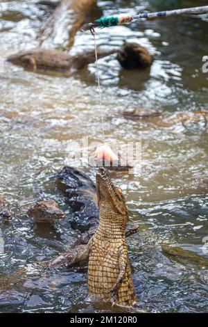 Crocodiles sautant de l'eau au Parc naturel de la Vanille, Ile Maurice, Afrique Banque D'Images