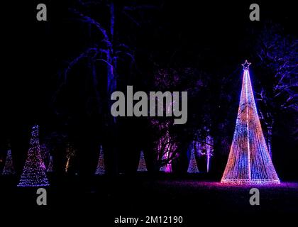 Arbres de Noël en forme de cône illuminés sur le sentier lumineux de Blenheim pour Noël et l'hiver. Banque D'Images