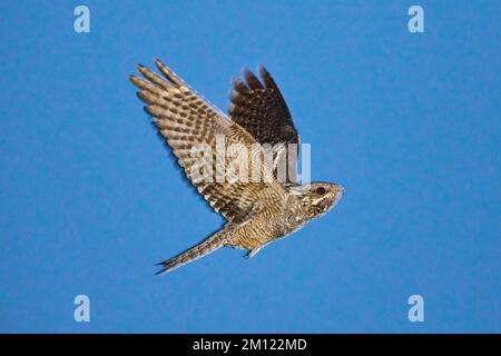 Nightjar, goatsucker, Caprimulgus europaeus, en vol Banque D'Images