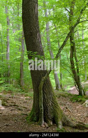 Europe, Allemagne, Rhénanie-Palatinat, Hümmel, forêt, arbres, nature Banque D'Images