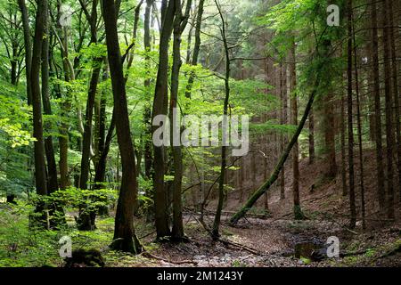 Europe, Allemagne, Rhénanie-Palatinat, Hümmel, forêt, arbres, nature Banque D'Images