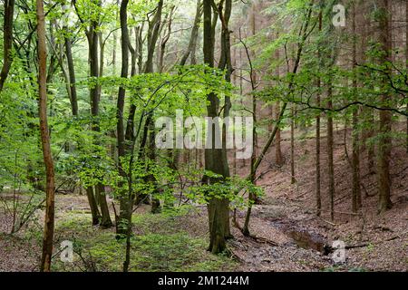 Europe, Allemagne, Rhénanie-Palatinat, Hümmel, forêt, arbres, nature Banque D'Images