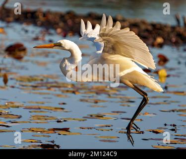 Grand Egret blanc volant au-dessus de l'eau et affichant des ailes étalées et de beaux plumage de plumes blanches dans son environnement et son habitat humide. Banque D'Images