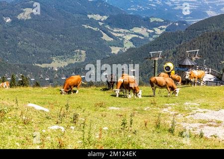 Vaches sur le pâturage de montagne, télésiège de Schöngrat, alpage de montagne, Oberes Sudelfeld, près de Bayrischzell, Mangfallgebirge, haute-Bavière, Allemagne, Europe Banque D'Images