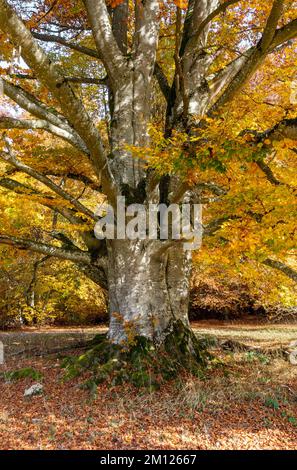 Hêtre cuivré dans la réserve naturelle de Greuthau. Banque D'Images