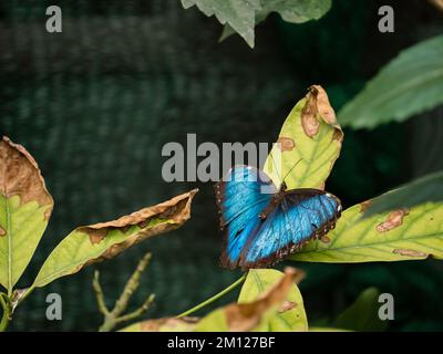 Tropical sud-américain central brillant bleu coloré morpho papillon sur une feuille d'arbre Banque D'Images