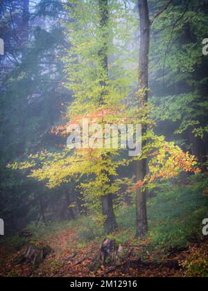 Forêt d'automne dans le brouillard Banque D'Images