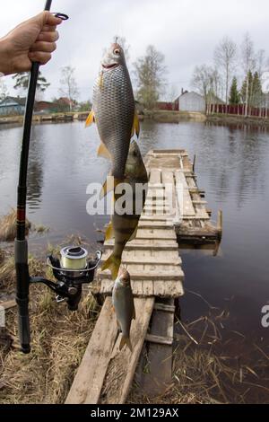 Village de pêche - un cadre joyeux. Deux cafards et une perchaude ont été attrapés et une tringle de direction. Pêchez sur le fond d'une ancienne jetée en bois, d'une rivière et d'un vill Banque D'Images