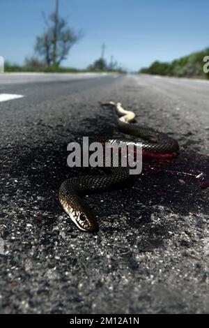 Le serpent sur la route est toujours cadavre. L'homme n'aime pas les serpents, leur meurtre intentionnel par les conducteurs. ('fuir de la face du serpent; pour si vous appro Banque D'Images