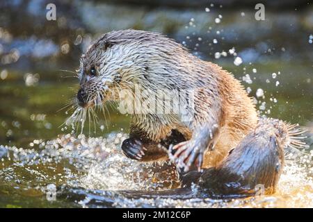 Loutre eurasien, lutra lutra, lutte, eau, Bavière, Allemagne, Europe Banque D'Images