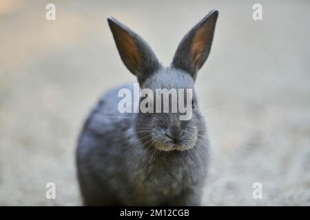 Lapin domestique, Oryctolagus cuniculus forma domestica, latéral, squattage Banque D'Images