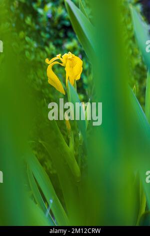 Iris de marais, iris d'eau ou iris jaune, iris pseudocorus, fleur, bourgeon, gros plan Banque D'Images