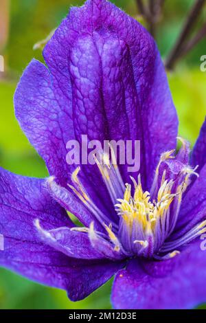 Clematis 'Justa', fleur pourpre, gros plan Banque D'Images