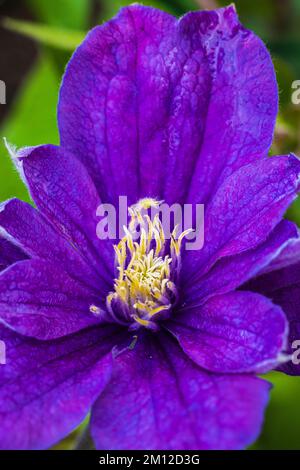 Clematis 'Justa', fleur pourpre, gros plan Banque D'Images