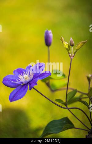 Clematis 'Justa', fleur pourpre, gros plan Banque D'Images