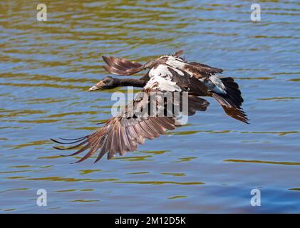 La petite OIE de Magpie, Anseranas semipalmata en vol au-dessus de l'eau bleue d'un lac dans un parc de la ville en Australie. Banque D'Images