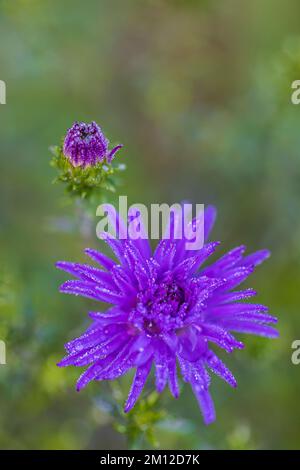 Aster d'automne, double fleur et bouton, gouttes de rosée, gros plan Banque D'Images