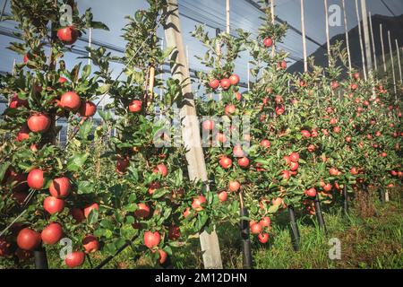 Italie, Tyrol du Sud, Bolzano / Bozen, Dorf Tirol. La culture de pommes rouges dans une ferme locale du parc naturel de Texelgruppe Banque D'Images