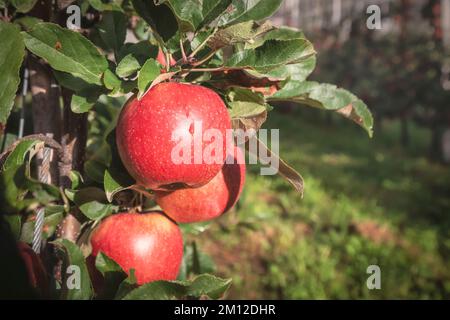 Italie, Tyrol du Sud, Bolzano / Bozen, Dorf Tirol. La culture de pommes rouges dans une ferme locale du parc naturel de Texelgruppe Banque D'Images