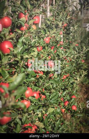 Italie, Tyrol du Sud, Bolzano / Bozen, Dorf Tirol. La culture de pommes rouges dans une ferme locale du parc naturel de Texelgruppe Banque D'Images