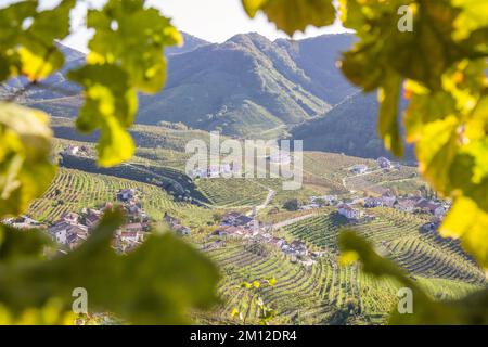 Italie, Vénétie, province de Trévise, Valdobbiadene, les vignobles de Prosecco Banque D'Images