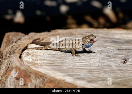 Clôture de l'Ouest Lizard Banque D'Images