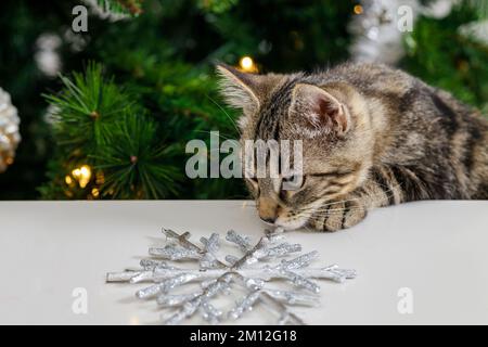 Le chat neige un flocon de neige brillant de Noël. Banque D'Images