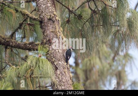 Pics à glands perchés (Melanerpes formicivorus) au Mexique Banque D'Images