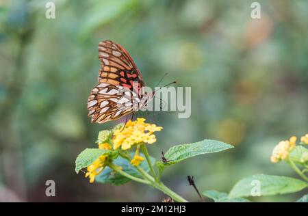 Recherche de papillon mexicain Silverspot (Dione moneta) Banque D'Images