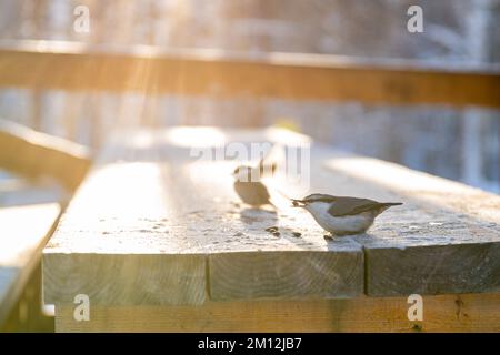 les oiseaux et rampent sur une table en bois en hiver, par temps givré, piquez les graines à l'extérieur Banque D'Images