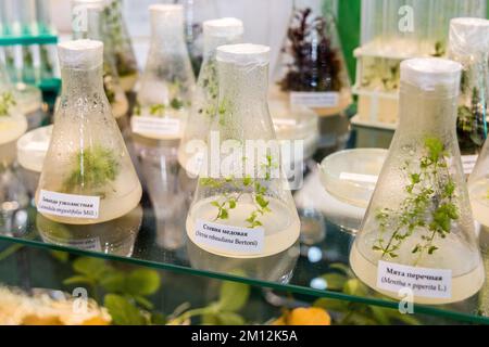 plantes à propagation clonale médicinales, épicées-aromatiques cultivées pour obtenir des métabolites secondaires précieux Banque D'Images