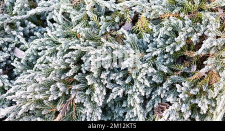 plante evergreen recouverte de givre sur une glace froide gelée le matin Banque D'Images