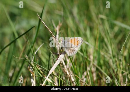 Petite lande (Coenonympha pamphilus), papillon, aile, prairie, le petit oiseau de prairie repose sur une lame d'herbe séchée Banque D'Images