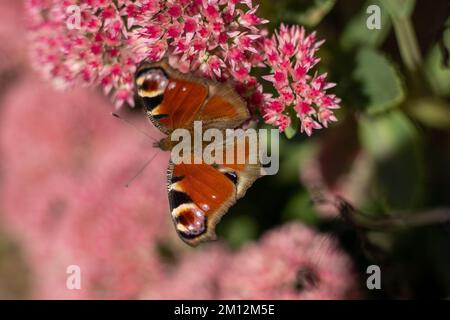 Un papillon de paon mange sur une fleur rose de Sedum - chou de lièvre. Un parterre de fleurs pollinisation par les insectes. Les papillons volent. Nature ensoleillé jour. Insecte. Ailes de papillon. Plante verte en gros plan. Banque D'Images