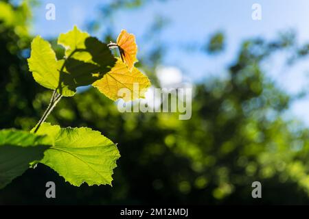 Petit rameau de tilleul sur fond de forêt avec ciel bleu. Tilia cordata. Branches en citron vert avec ombres espiègles sur les feuilles. Magnifique bokeh sur l'arbre. Banque D'Images