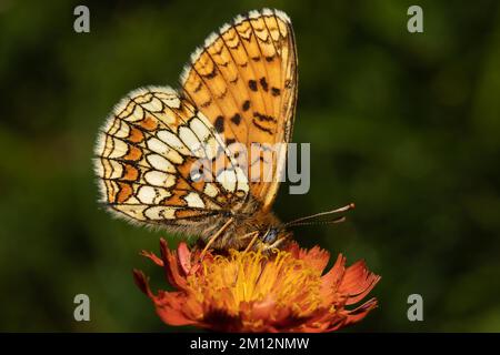 Fritillaire valériane, papillon fritillaire argenté avec ailes fermées assis sur une fleur d'orange vue à droite Banque D'Images