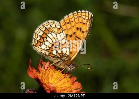 Fritillaire valériane, papillon fritillaire argenté avec ailes fermées assis sur une fleur d'orange vue à droite Banque D'Images