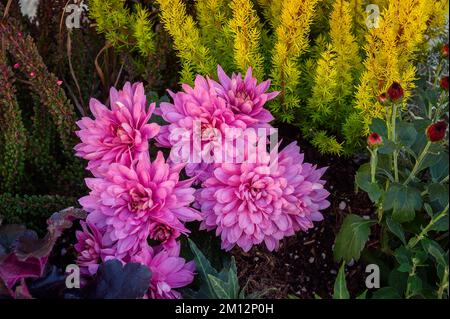 Jardin dahlias (Dahlia × hortensis), et la santé des arbres (Erica arborea), Allgäu, Bavière, Allemagne, Europe Banque D'Images