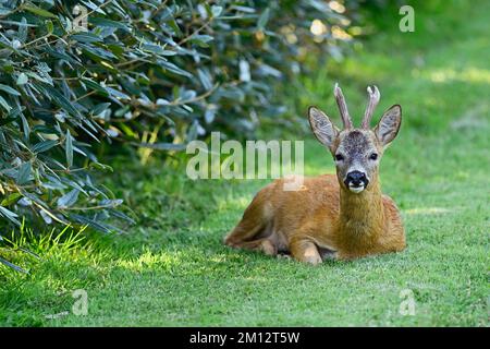 Cerf de Virginie européen (Capreolus capreolus), assis sur le terrain, Suisse, Europe Banque D'Images