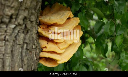 Laetiporus sulfureus soufre polypore étagère de poulet crabe bois espèces de support champignon, le parasite est sur le poirier, les champignons poussent sur le bois, excellent ed Banque D'Images
