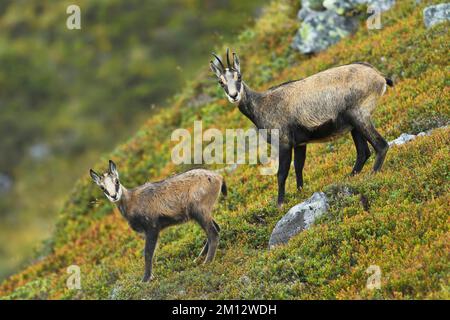 Chamois (Rupicapra rupicapra), jeune avec mère dans le domaine des bleuets décolorés (Vaccinium), debout, canton de Berne, Suisse, Europe Banque D'Images