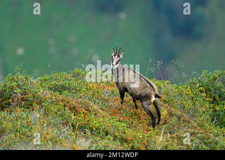 Chamois (Rupicapra rupicapra), mère de bleuets décolorés Banque D'Images