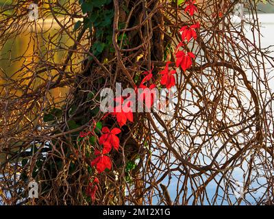 Branche de lierre décolorée rouge sur tronc d'arbre, canton de Zug, Suisse, Europe Banque D'Images