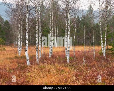 Birches dans la lande automnale, Rothenthurm, canton de Schwyz, Suisse, Europe Banque D'Images