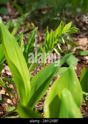 Le vrai sceau de Salomon, Polygonatum odoratum, le sceau de Salomon Banque D'Images