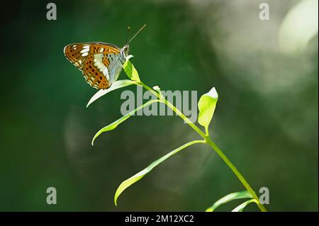 Amiral blanc (Limenitis camilla) (Syn.: Ladoga camilla), vue inférieure, Suisse, Europe Banque D'Images