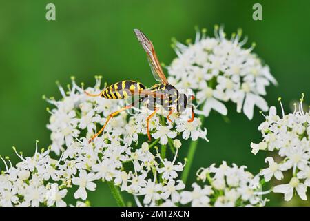Guêpe de campagne (Polistinae), sur fleur, Suisse, Europe Banque D'Images