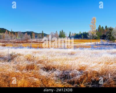 Ambiance matinale automnale avec des oiseaux et des roseaux dans le houx, la lande haute, Rothenthurm, canton de Schwyz, Suisse, Europe Banque D'Images